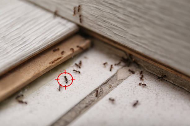 Best Spider Control Near Me  in Aberdeen, SD