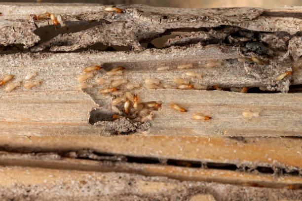 Best Pest Removal Services  in Aberdeen, SD